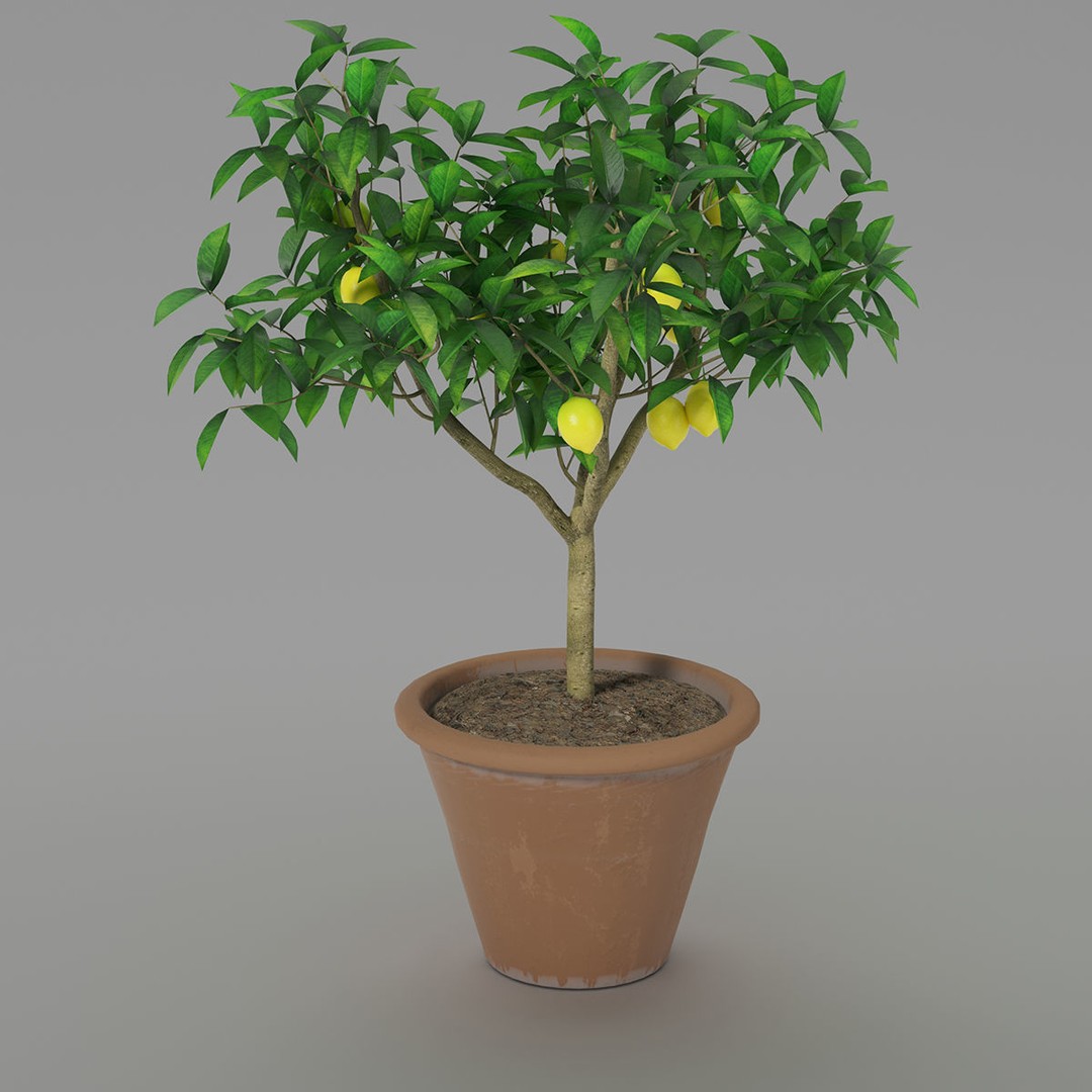 Lemon Tree 3D Model – PBR Pot Plant for Interior Visualization, FBX, OBJ - View 7