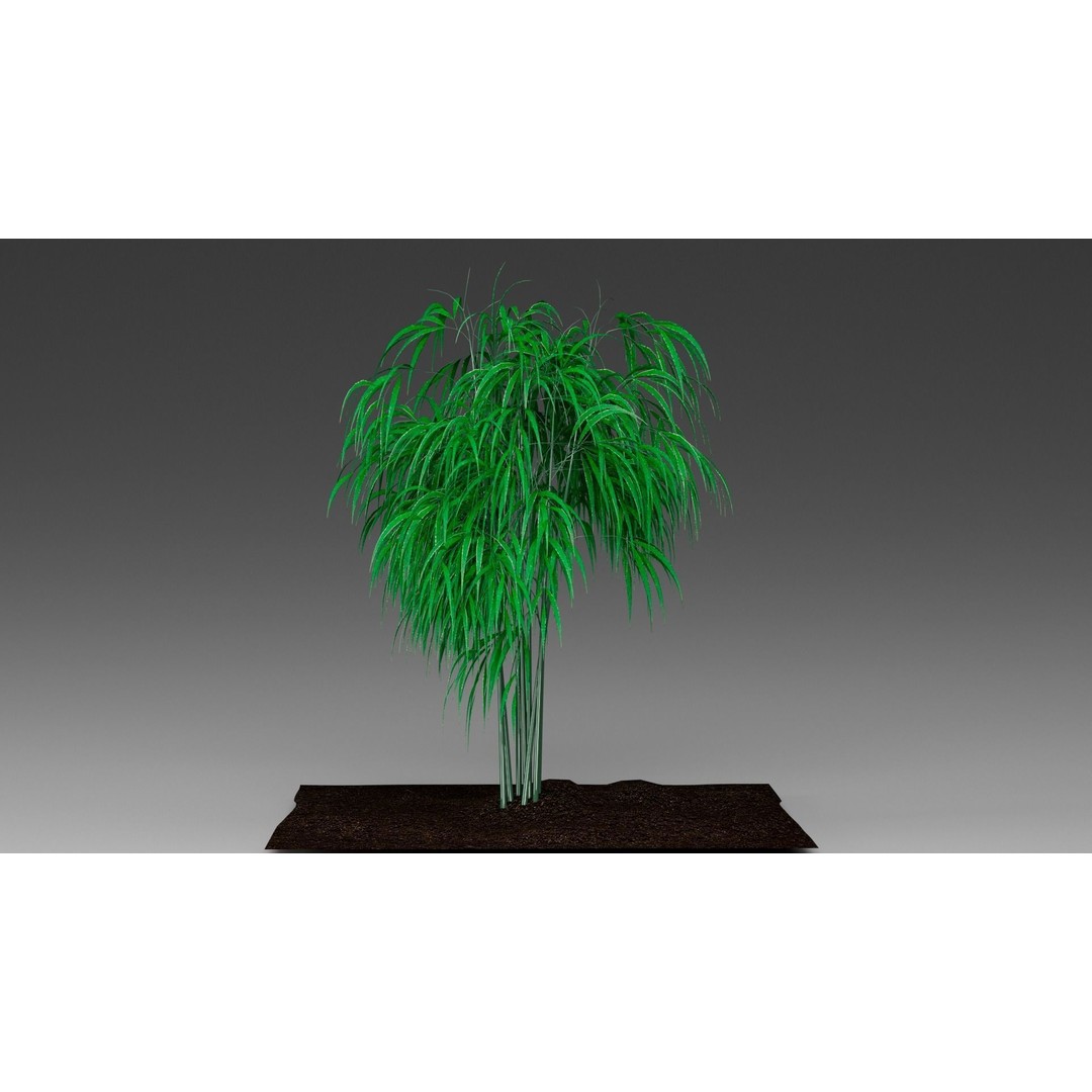 Bamboo 3D Model – Realistic Plant for Archviz and Games, FBX - View 11