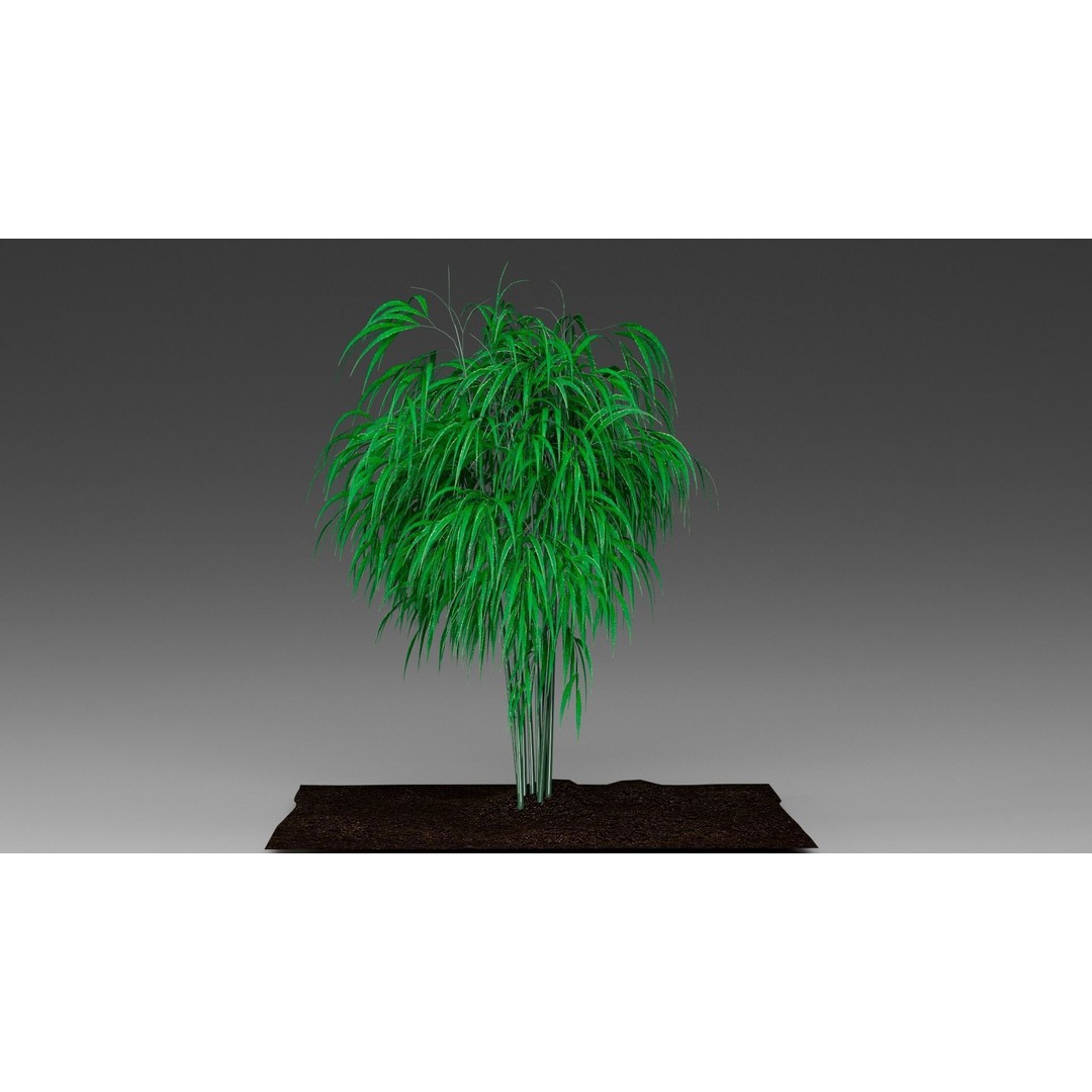 Bamboo 3D Model – Realistic Plant for Archviz and Games, FBX - View 12