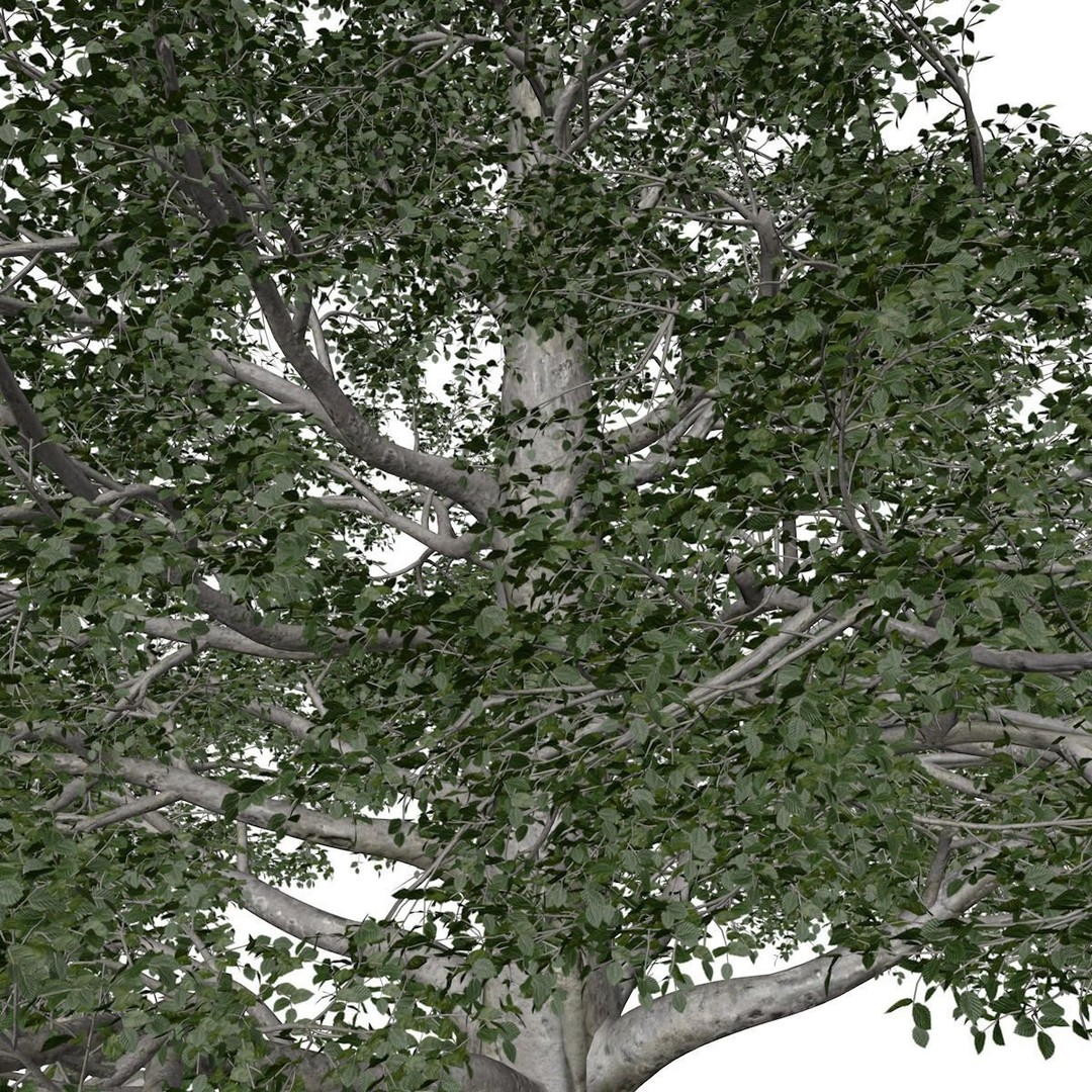 European Beech Tree 3D Model – Photorealistic Asset for Archviz, FBX