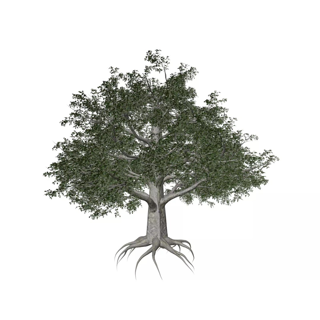 European Beech Tree 3D Model – Photorealistic Asset for Archviz, FBX - View 2