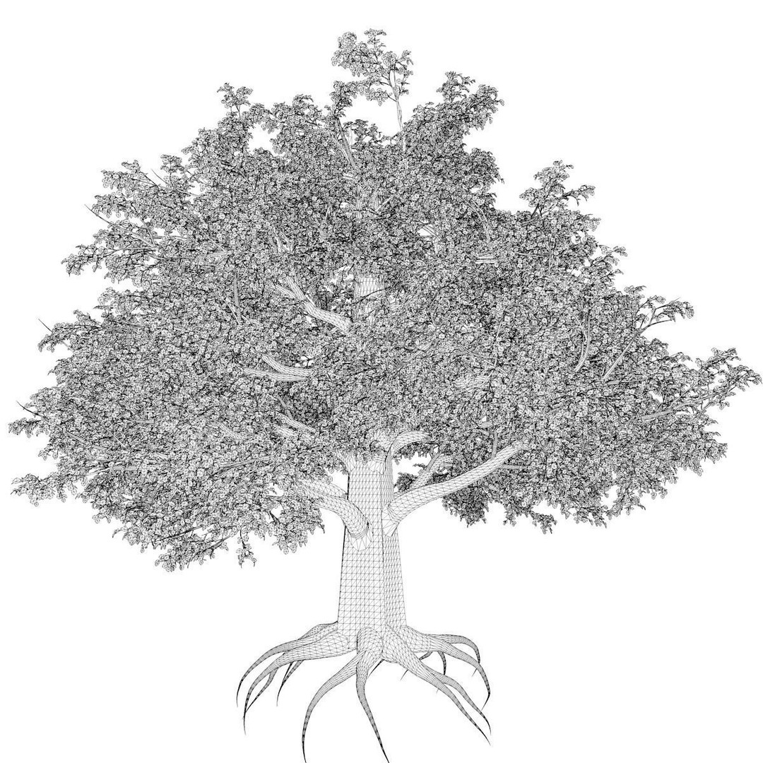 European Beech Tree 3D Model – Photorealistic Asset for Archviz, FBX - View 3