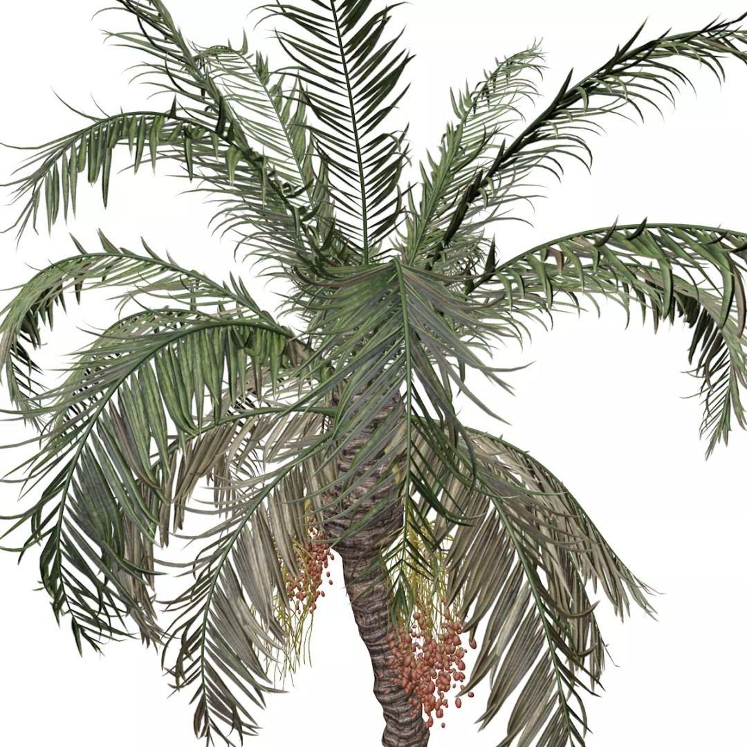 Date Palm Tree 3D Model – Photorealistic Game Asset, FBX