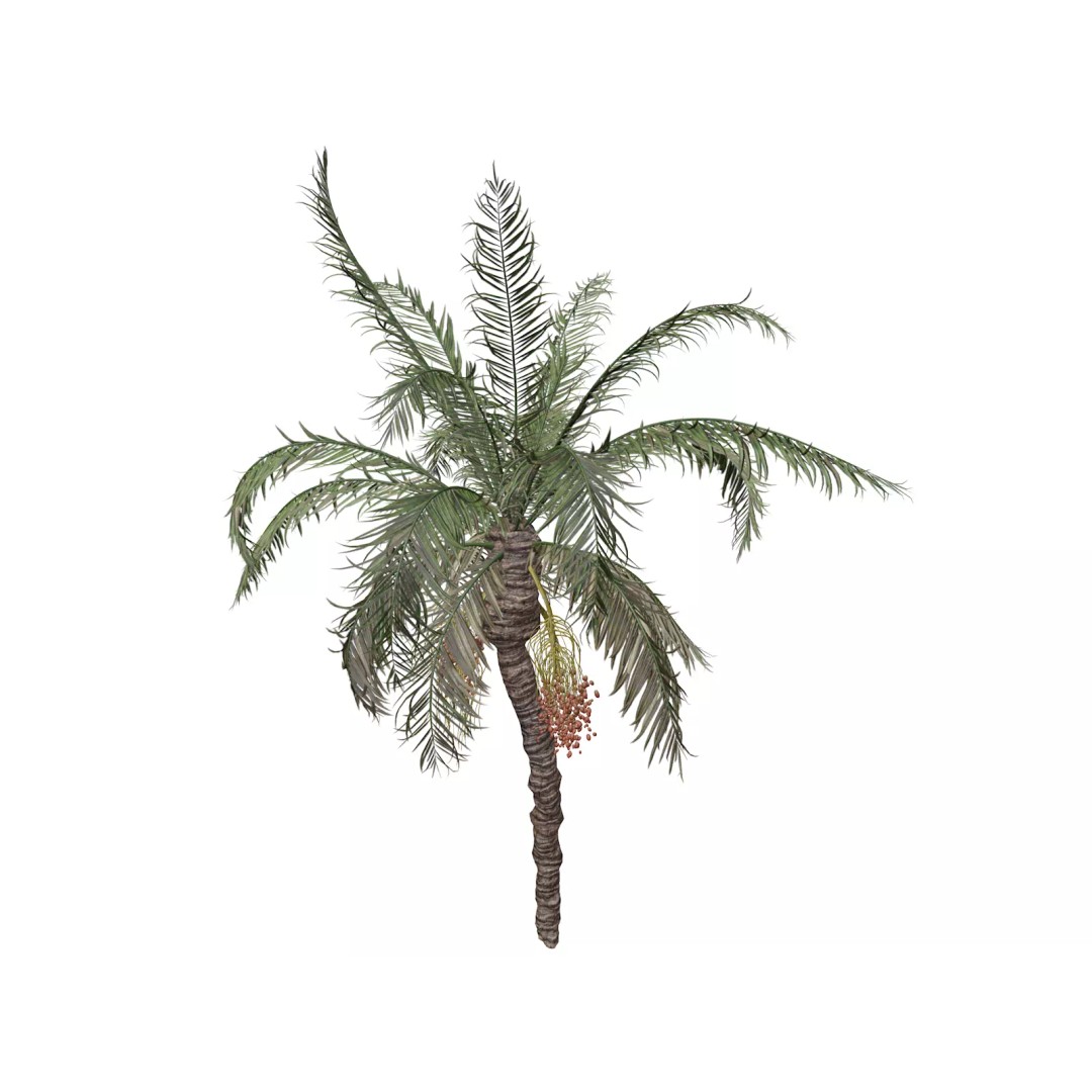 Date Palm Tree 3D Model – Photorealistic Game Asset, FBX - View 2