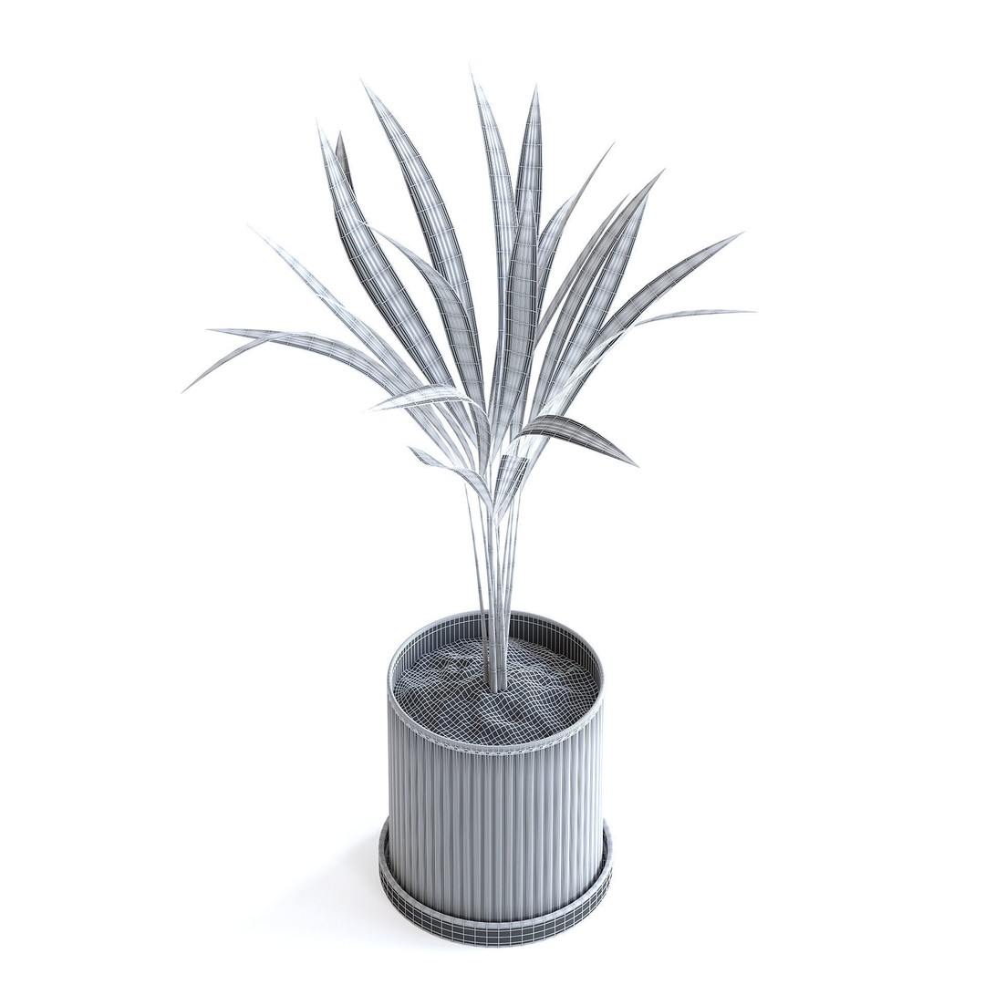Areca Palm 3D Model – Realistic Potted Plant, FBX & Blender Formats