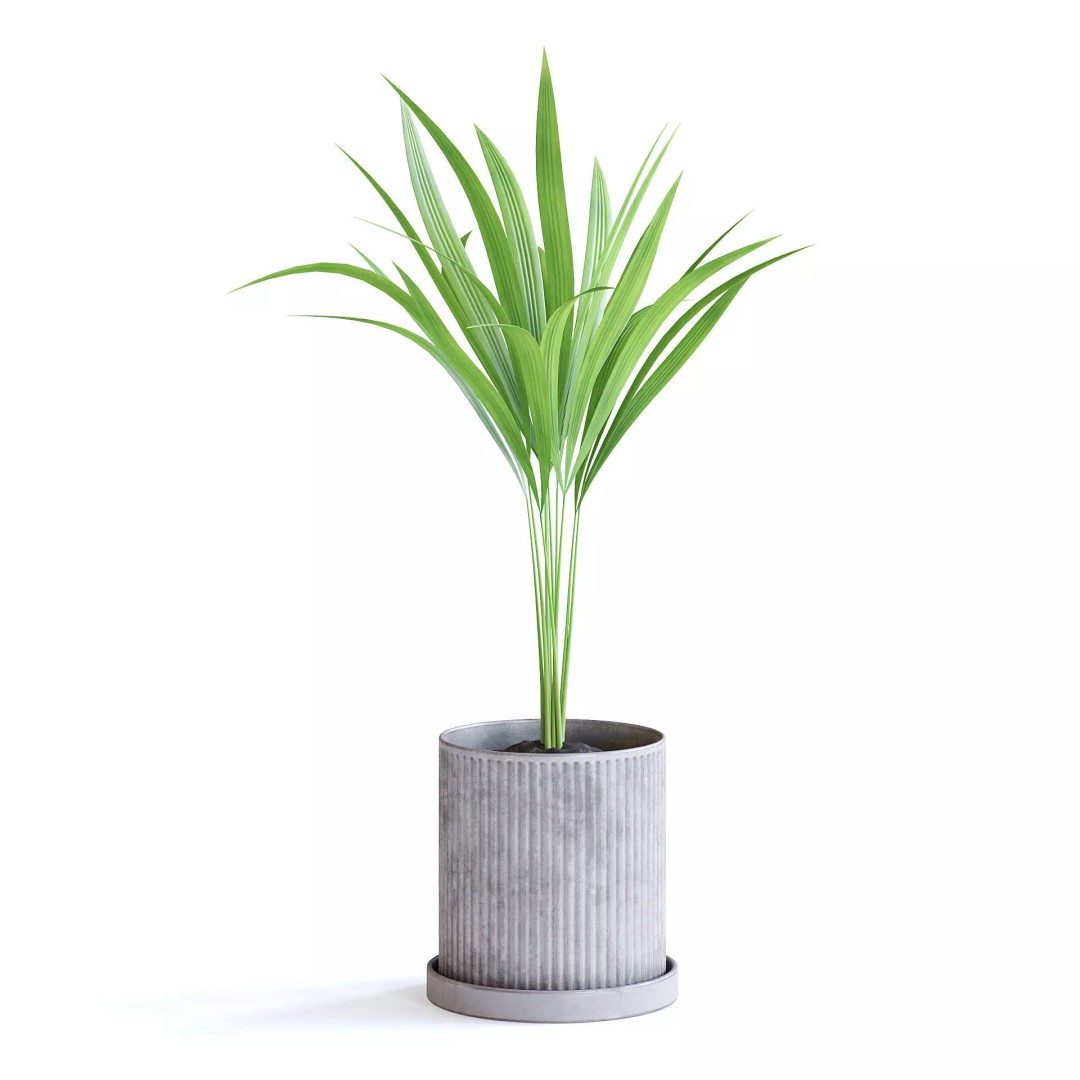 Areca Palm 3D Model – Realistic Potted Plant, FBX & Blender Formats - View 2