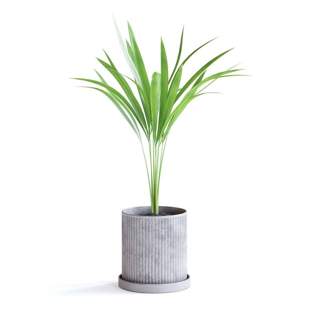 Areca Palm 3D Model – Realistic Potted Plant, FBX & Blender Formats - View 3