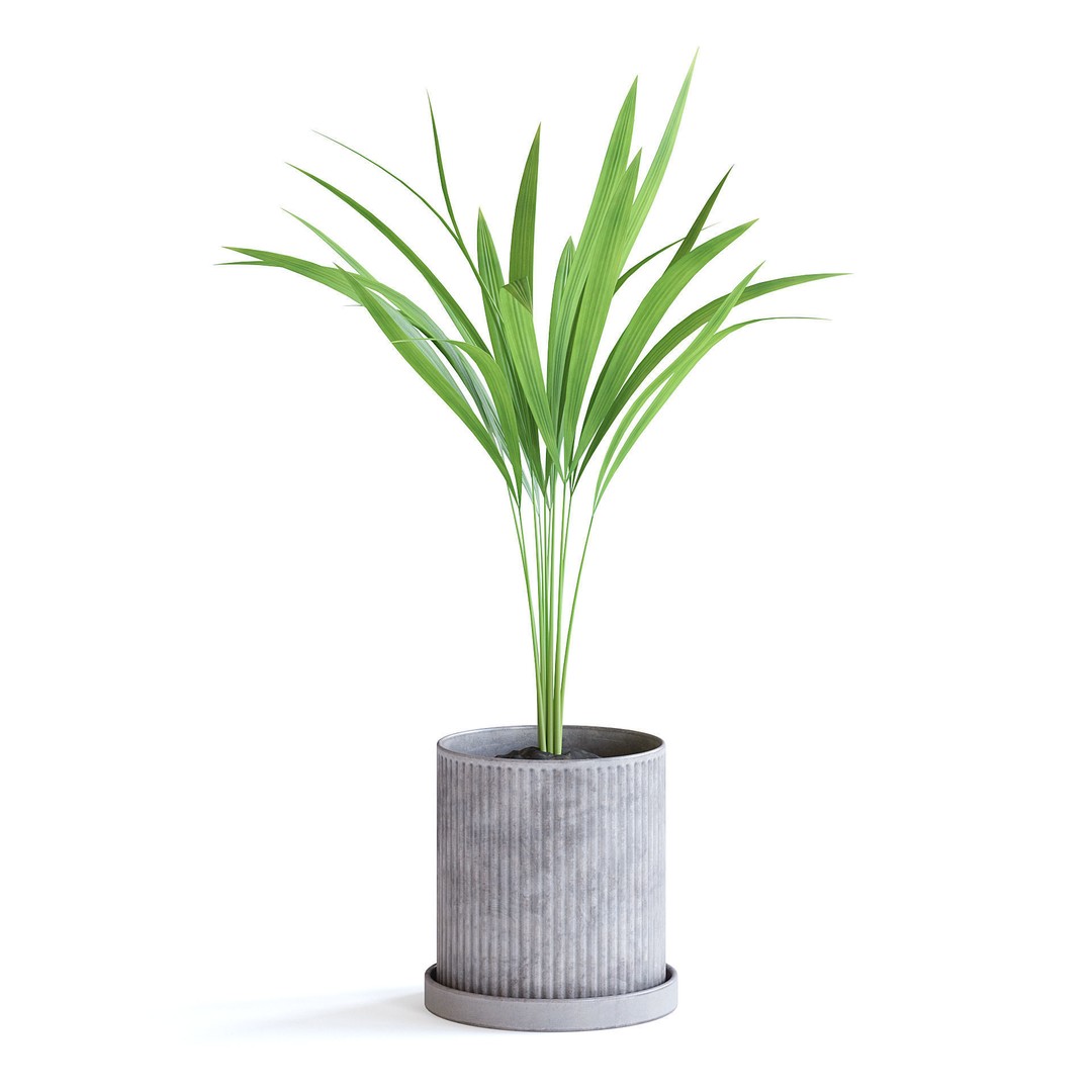 Areca Palm 3D Model – Realistic Potted Plant, FBX & Blender Formats - View 4