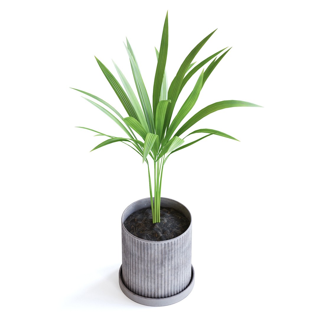 Areca Palm 3D Model – Realistic Potted Plant, FBX & Blender Formats - View 5