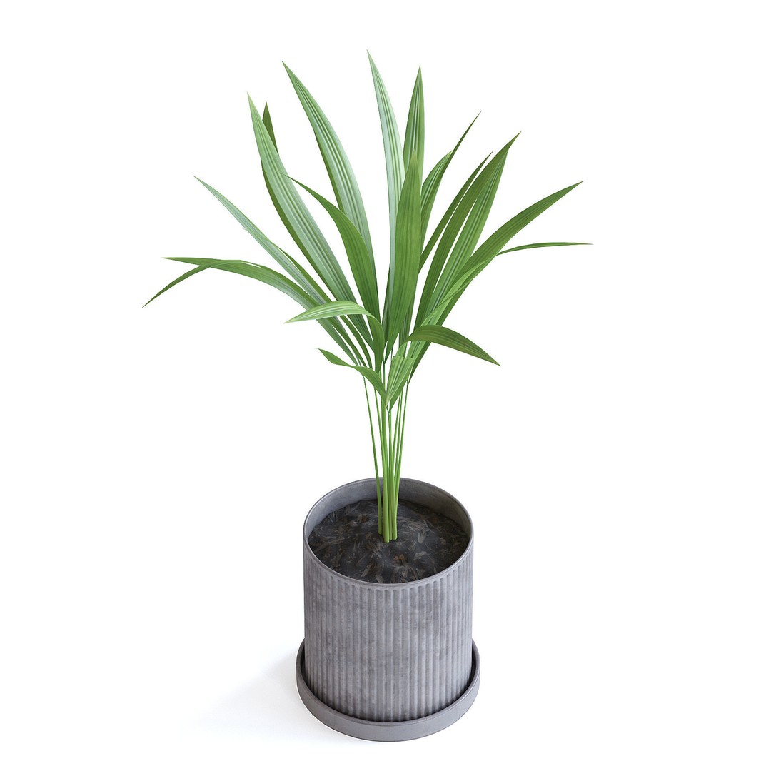 Areca Palm 3D Model – Realistic Potted Plant, FBX & Blender Formats - View 6