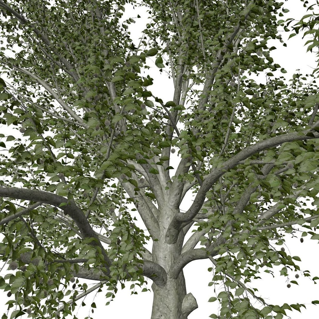 American Beech Tree 3D Model – Photorealistic Game Asset, FBX