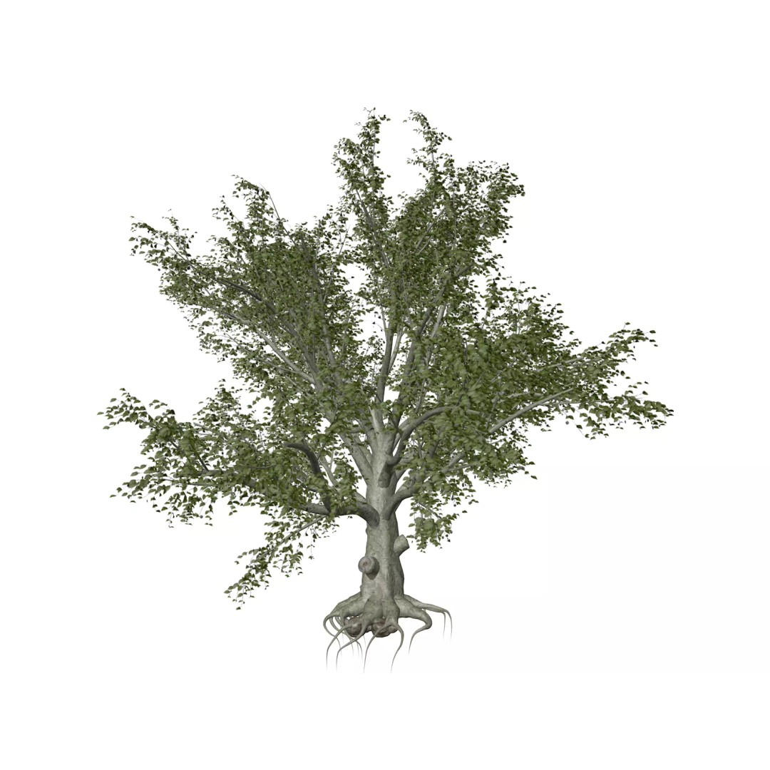 American Beech Tree 3D Model – Photorealistic Game Asset, FBX - View 2