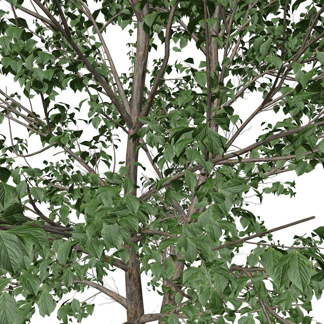 Korean Stewartia Tree 3D Model – Photorealistic Asset for Archviz, FBX