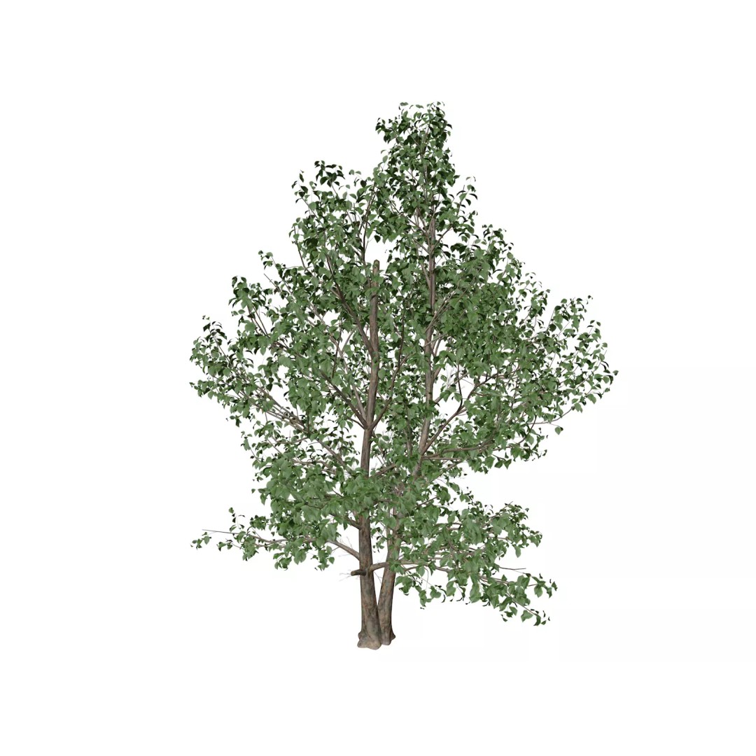 Korean Stewartia Tree 3D Model – Photorealistic Asset for Archviz, FBX - View 2