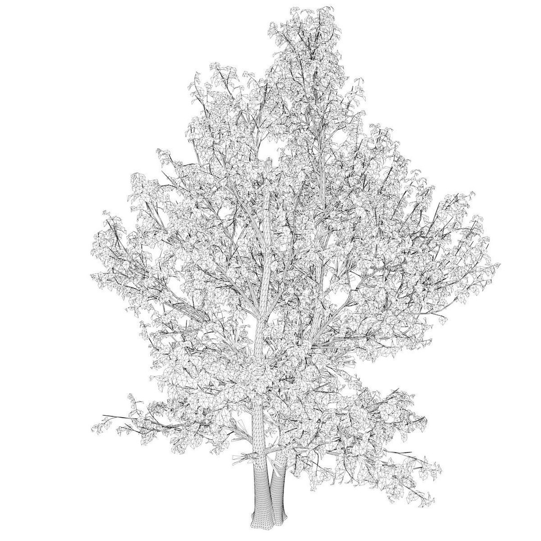 Korean Stewartia Tree 3D Model – Photorealistic Asset for Archviz, FBX - View 3