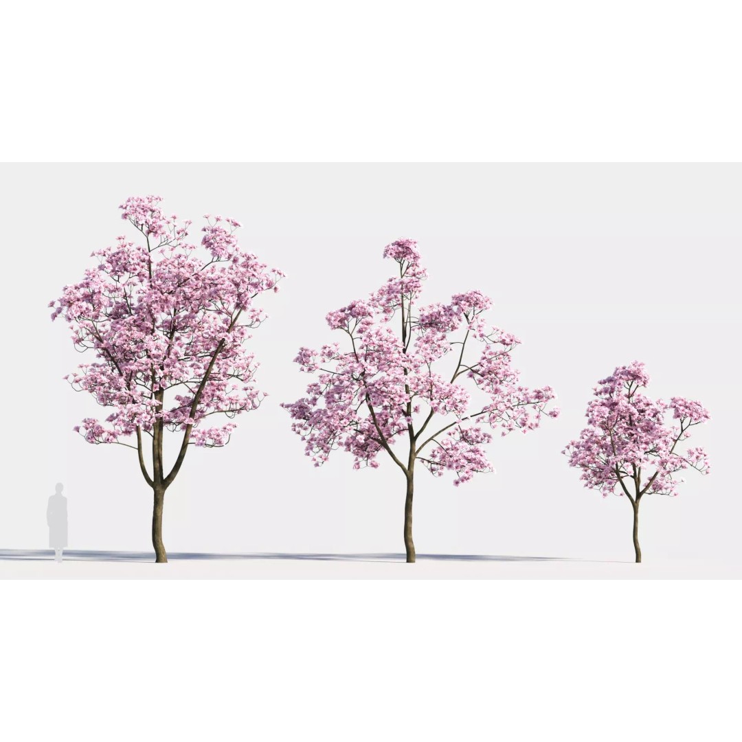 Yulania Denudata 3D Model – High Poly Plant Asset, FBX, OBJ - View 2