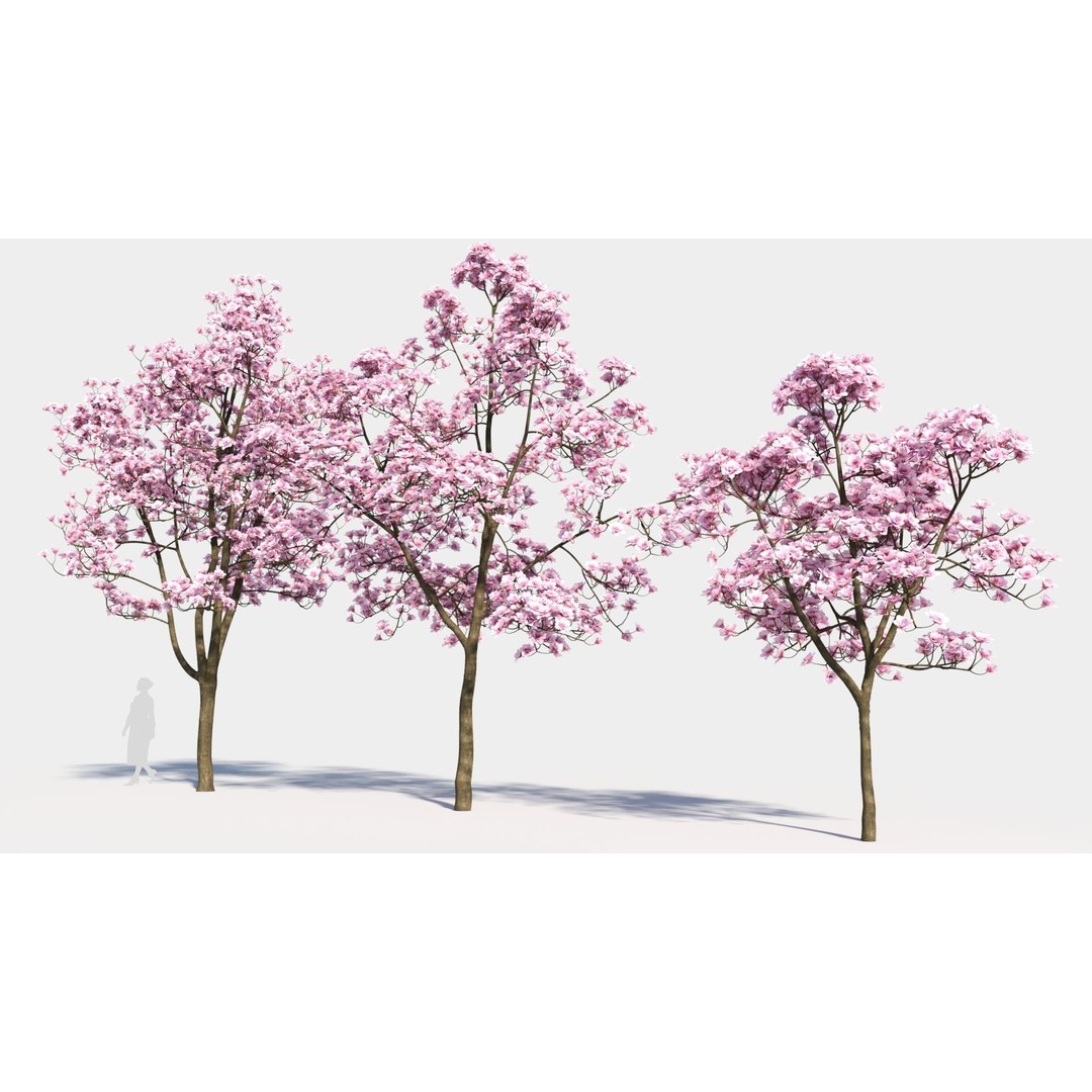Yulania Denudata 3D Model – High Poly Plant Asset, FBX, OBJ - View 3