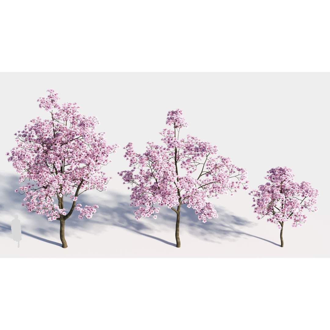 Yulania Denudata 3D Model – High Poly Plant Asset, FBX, OBJ - View 4