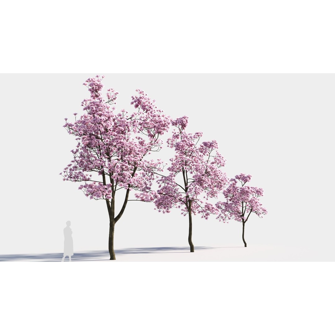Yulania Denudata 3D Model – High Poly Plant Asset, FBX, OBJ - View 5