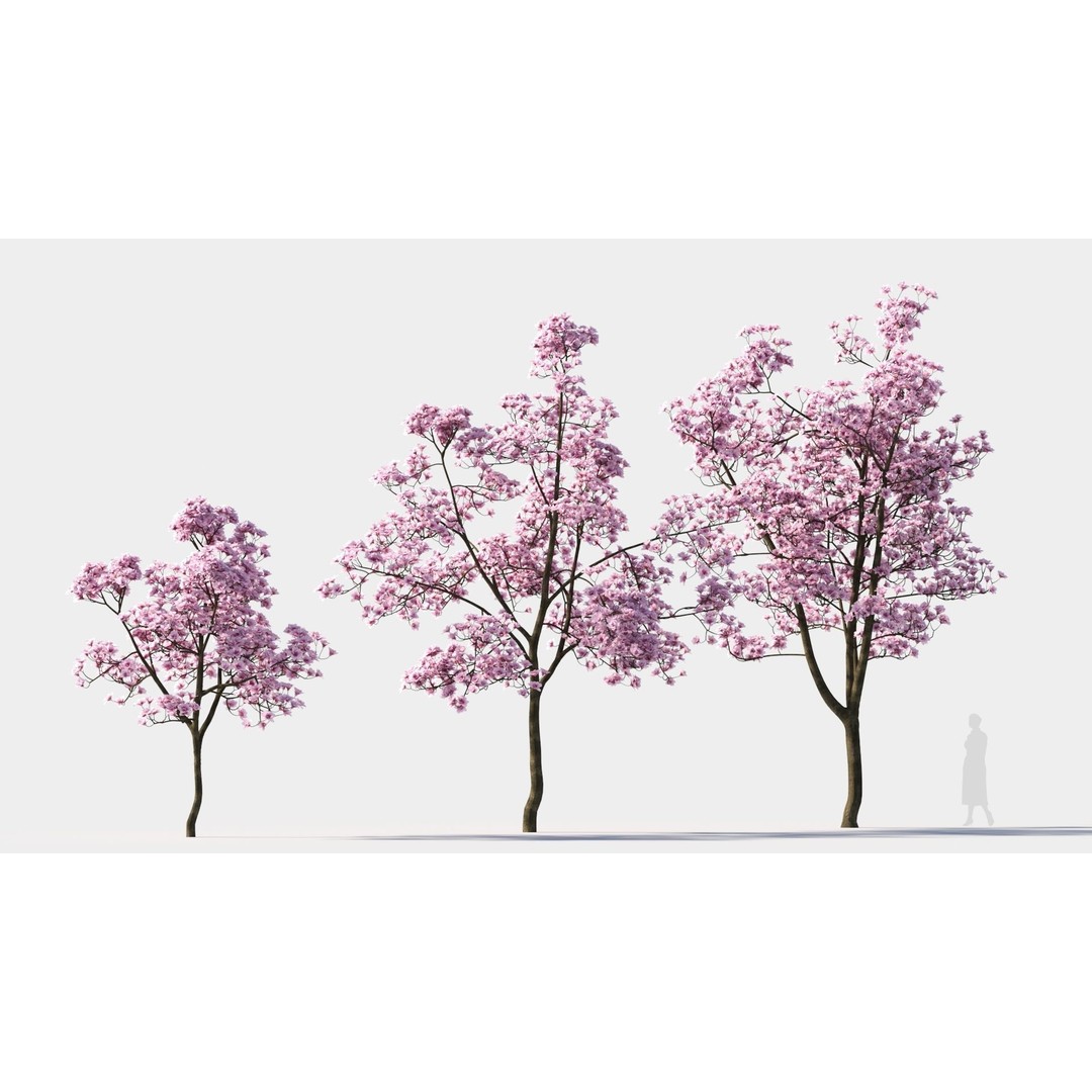 Yulania Denudata 3D Model – High Poly Plant Asset, FBX, OBJ - View 6