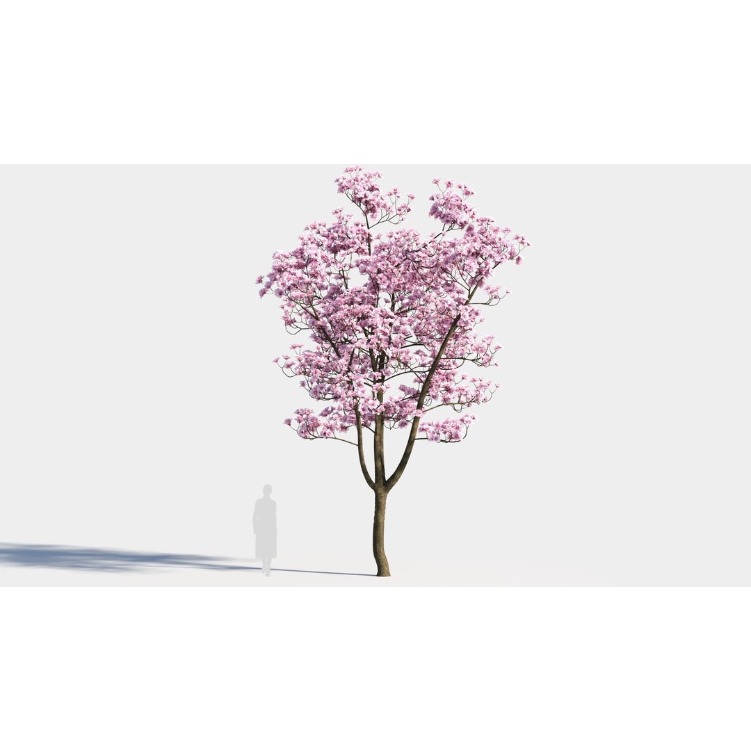 Yulania Denudata 3D Model – High Poly Plant Asset, FBX, OBJ - View 7
