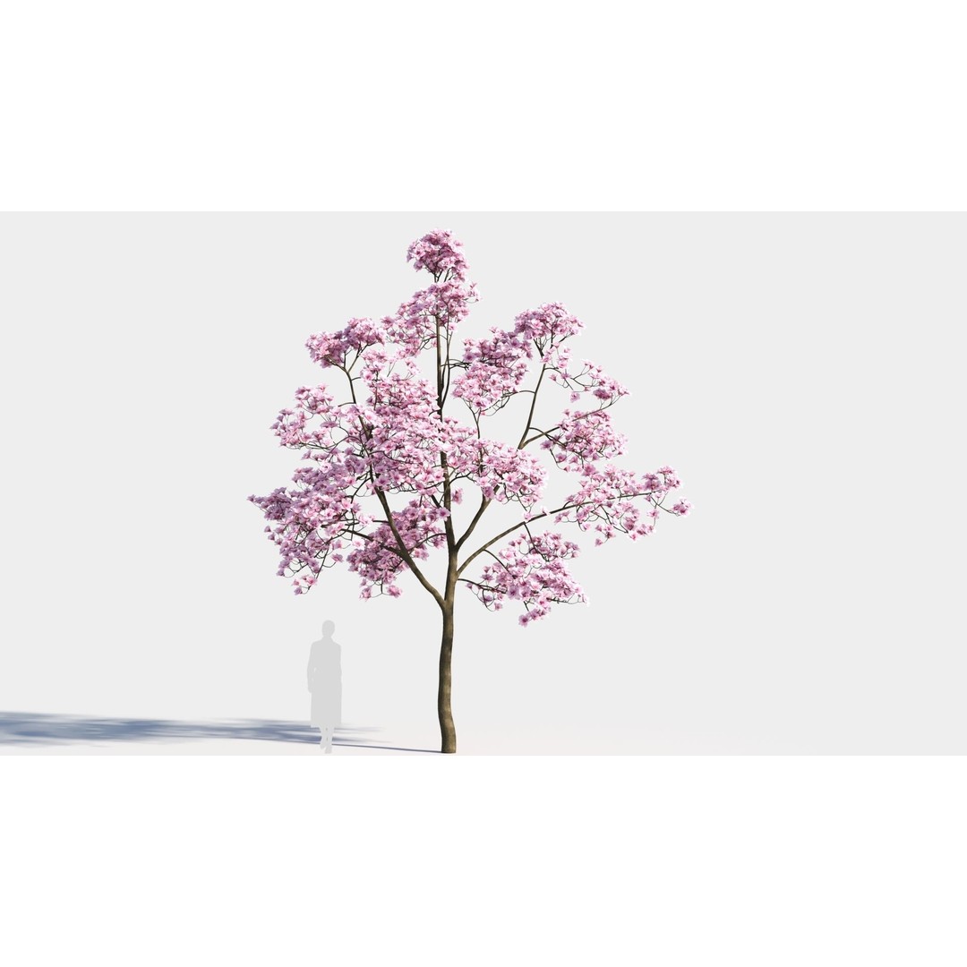 Yulania Denudata 3D Model – High Poly Plant Asset, FBX, OBJ - View 8