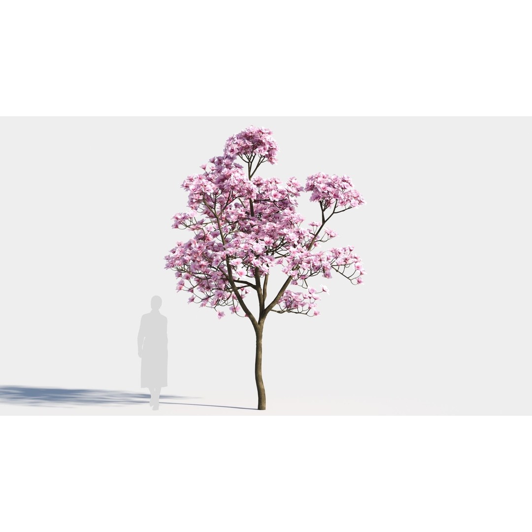 Yulania Denudata 3D Model – High Poly Plant Asset, FBX, OBJ - View 9