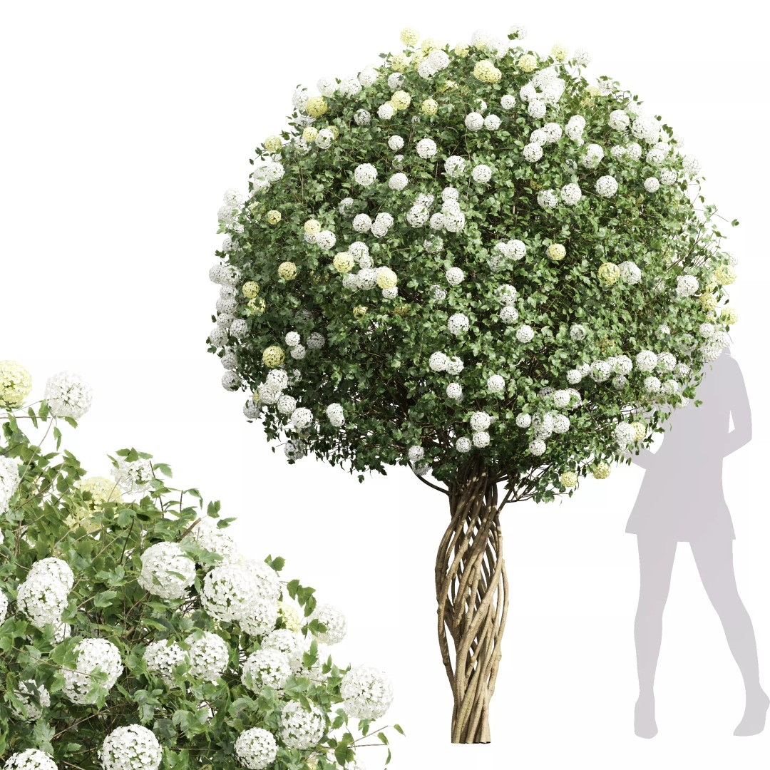 Viburnum Opulus Roseum 3D Model – High Detail Decorative Bush, PBR - View 2