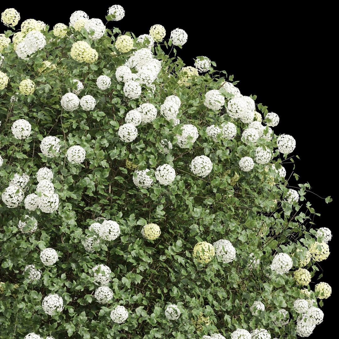 Viburnum Opulus Roseum 3D Model – High Detail Decorative Bush, PBR - View 3