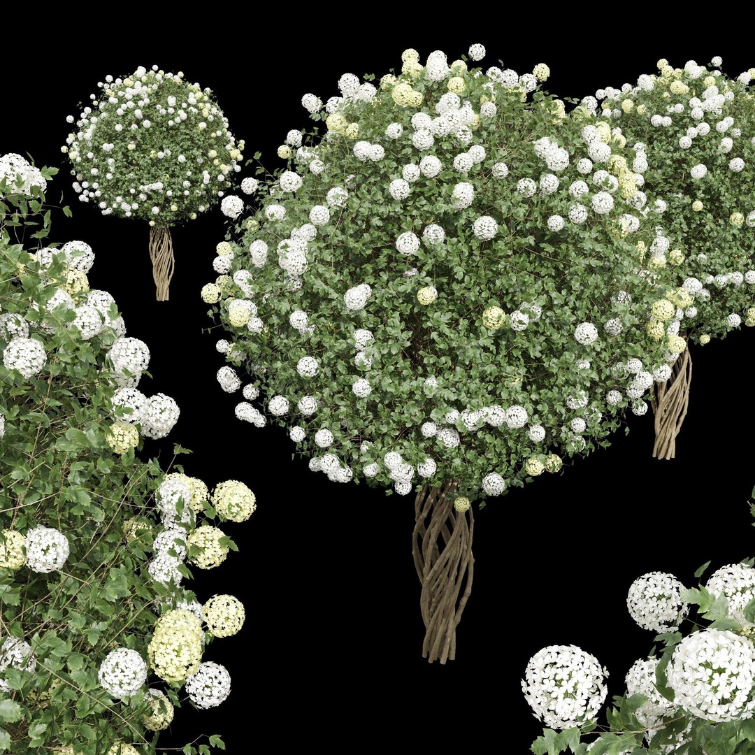 Viburnum Opulus Roseum 3D Model – High Detail Decorative Bush, PBR - View 4