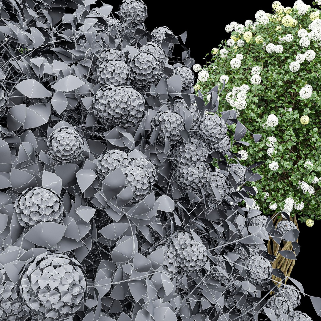 Viburnum Opulus Roseum 3D Model – High Detail Decorative Bush, PBR - View 5
