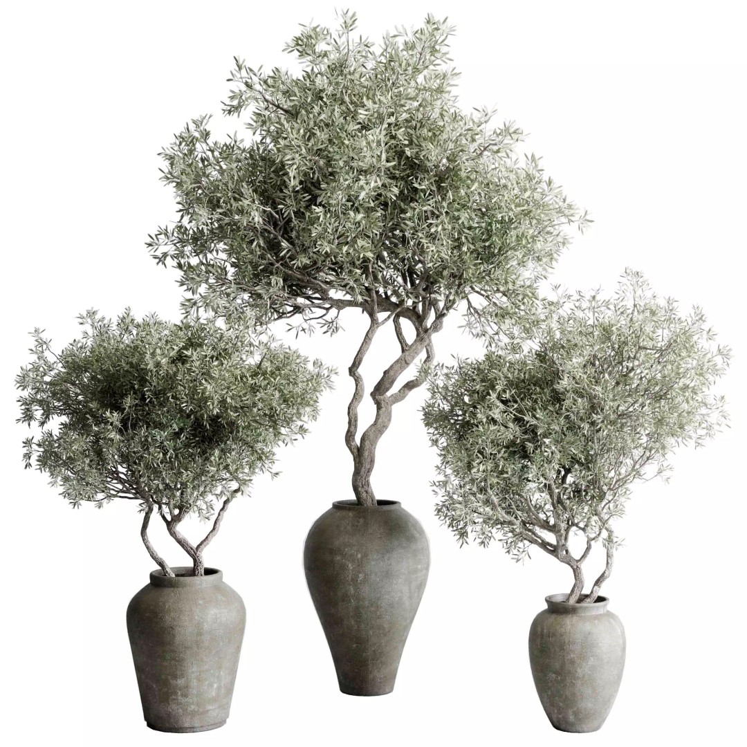 Olive Trees 3D Model – Indoor Plant Set in Concrete Vase, PBR - View 2