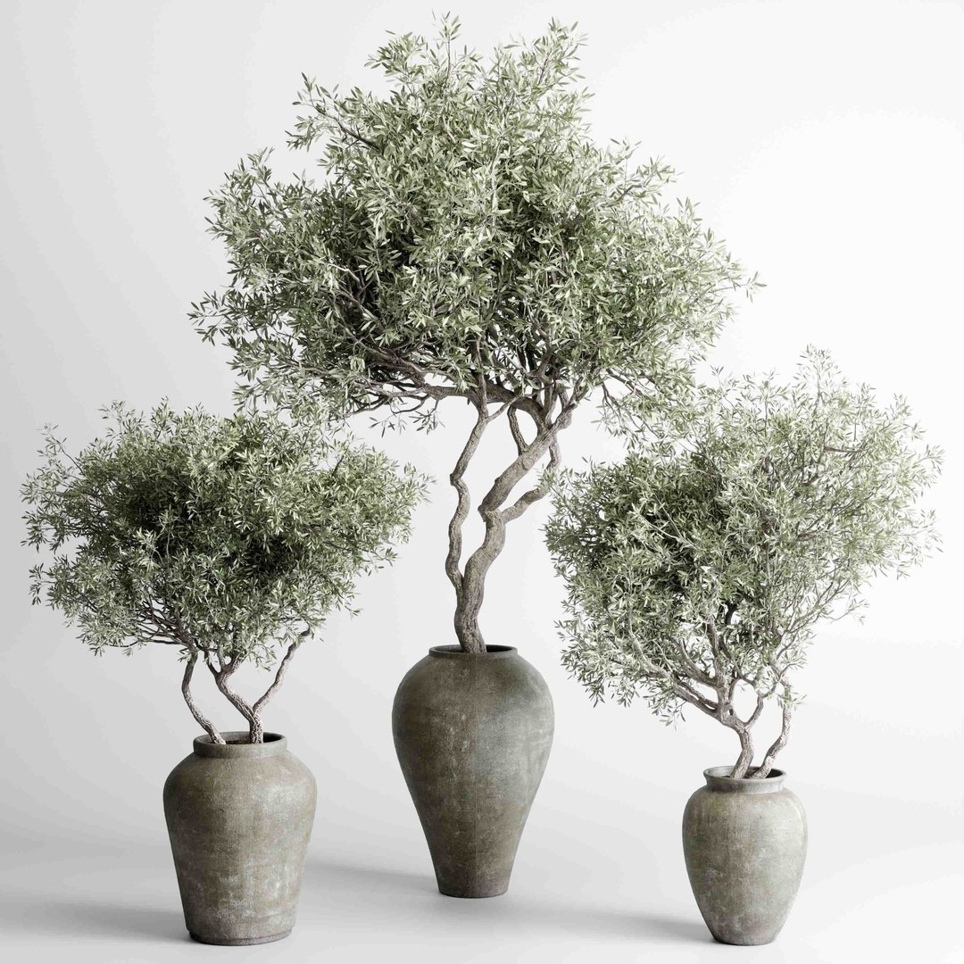 Olive Trees 3D Model – Indoor Plant Set in Concrete Vase, PBR - View 3