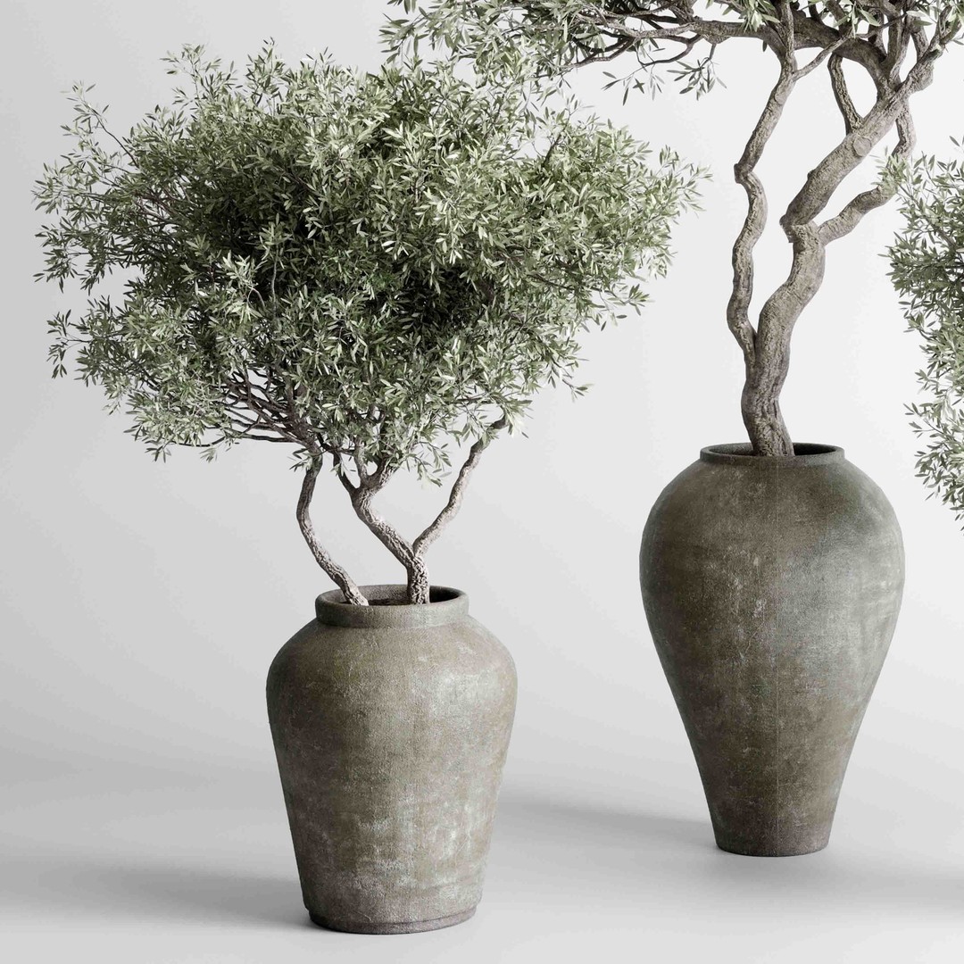 Olive Trees 3D Model – Indoor Plant Set in Concrete Vase, PBR - View 4