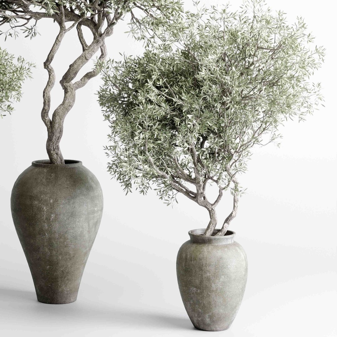Olive Trees 3D Model – Indoor Plant Set in Concrete Vase, PBR - View 5