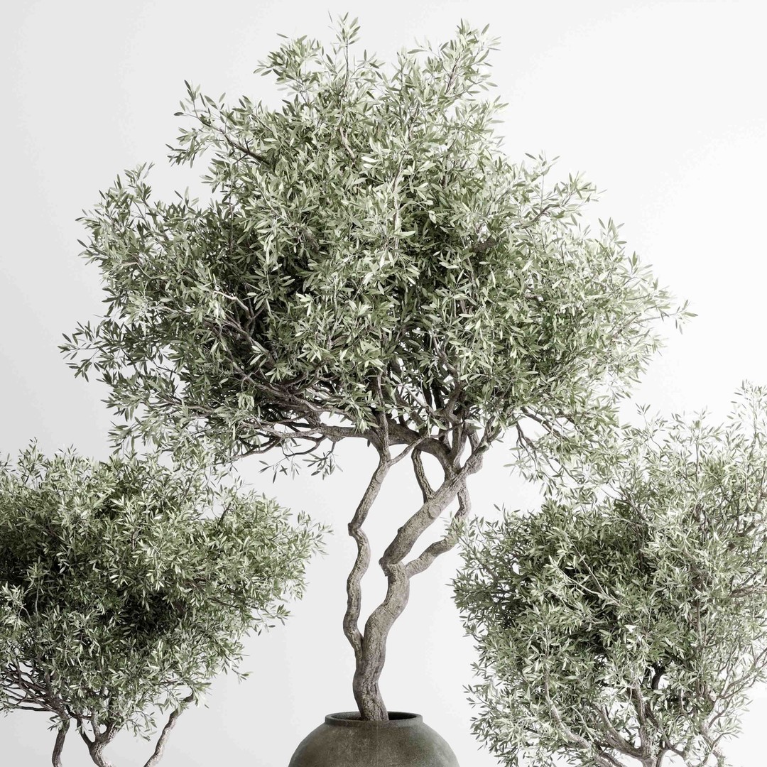 Olive Trees 3D Model – Indoor Plant Set in Concrete Vase, PBR - View 6