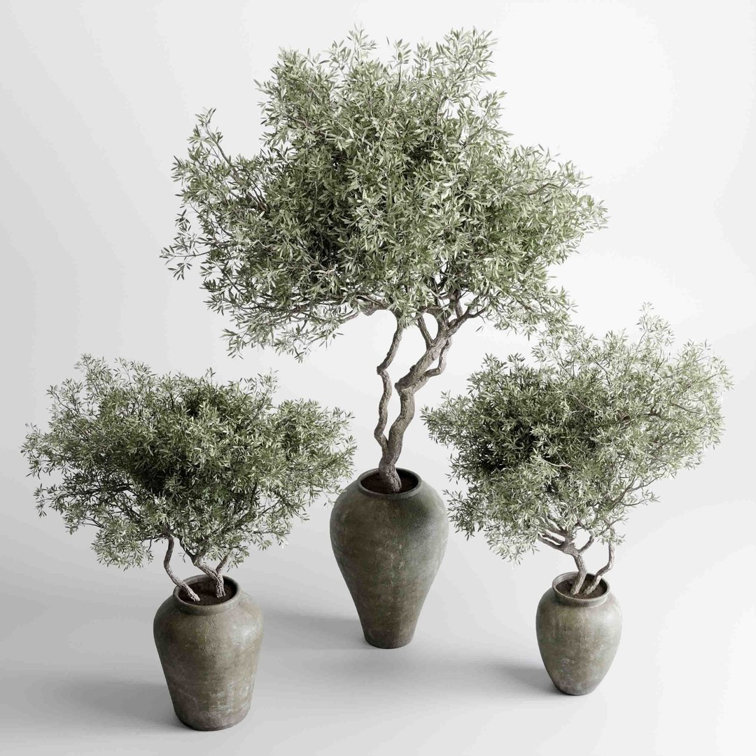 Olive Trees 3D Model – Indoor Plant Set in Concrete Vase, PBR - View 7