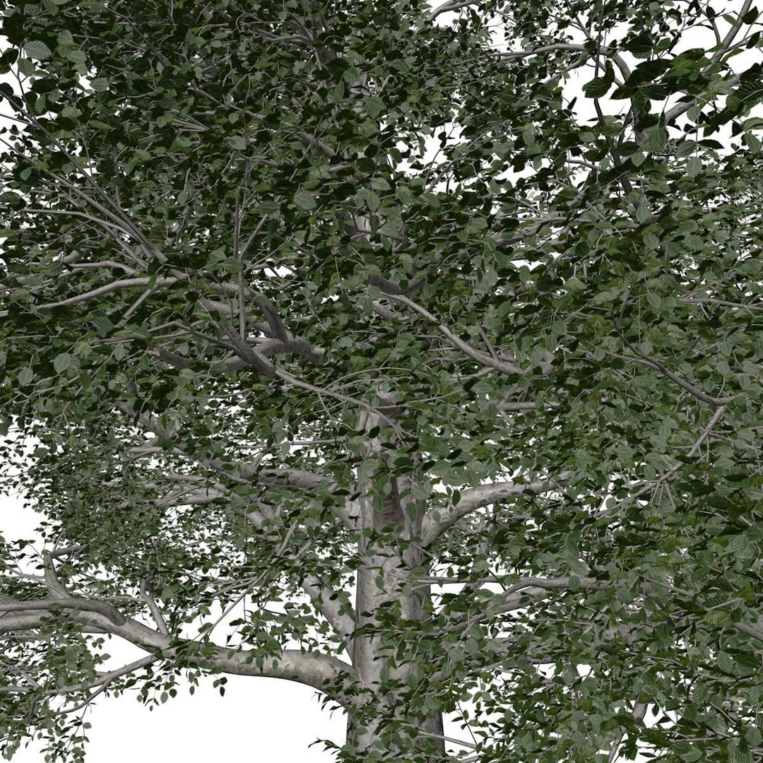 European Beech Tree 3D Model – Photorealistic Vegetation Asset, FBX