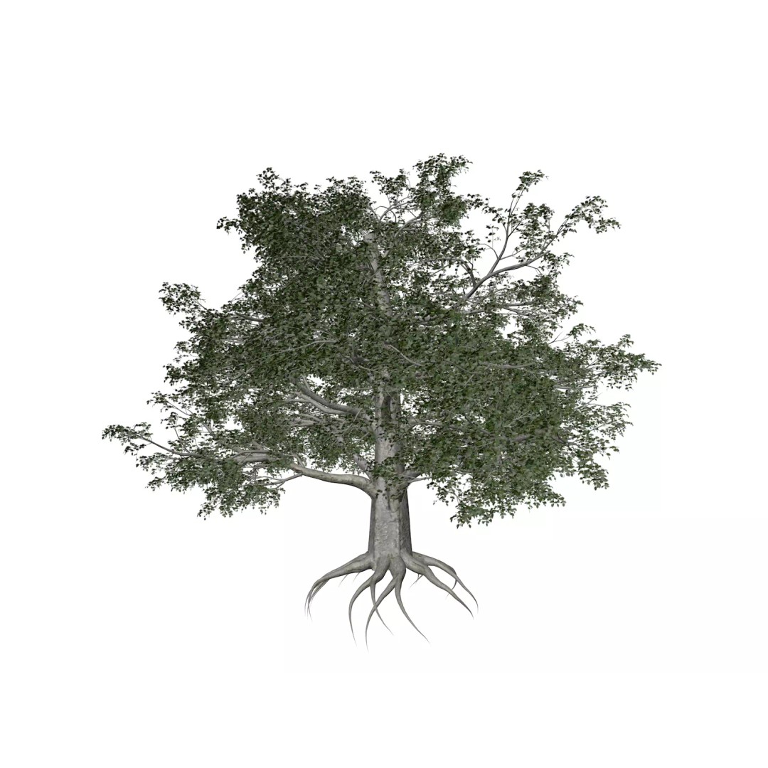 European Beech Tree 3D Model – Photorealistic Vegetation Asset, FBX - View 2