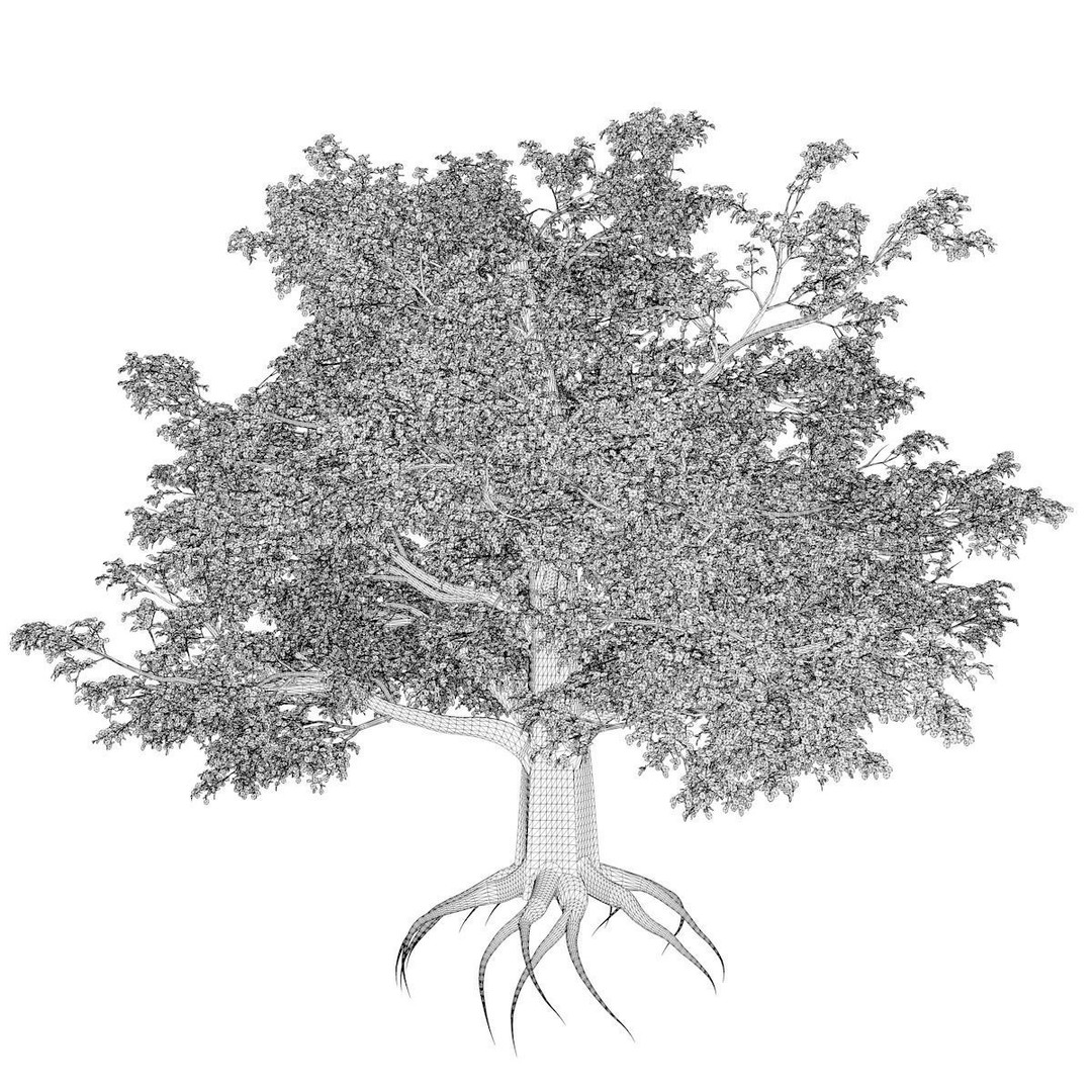 European Beech Tree 3D Model – Photorealistic Vegetation Asset, FBX - View 3