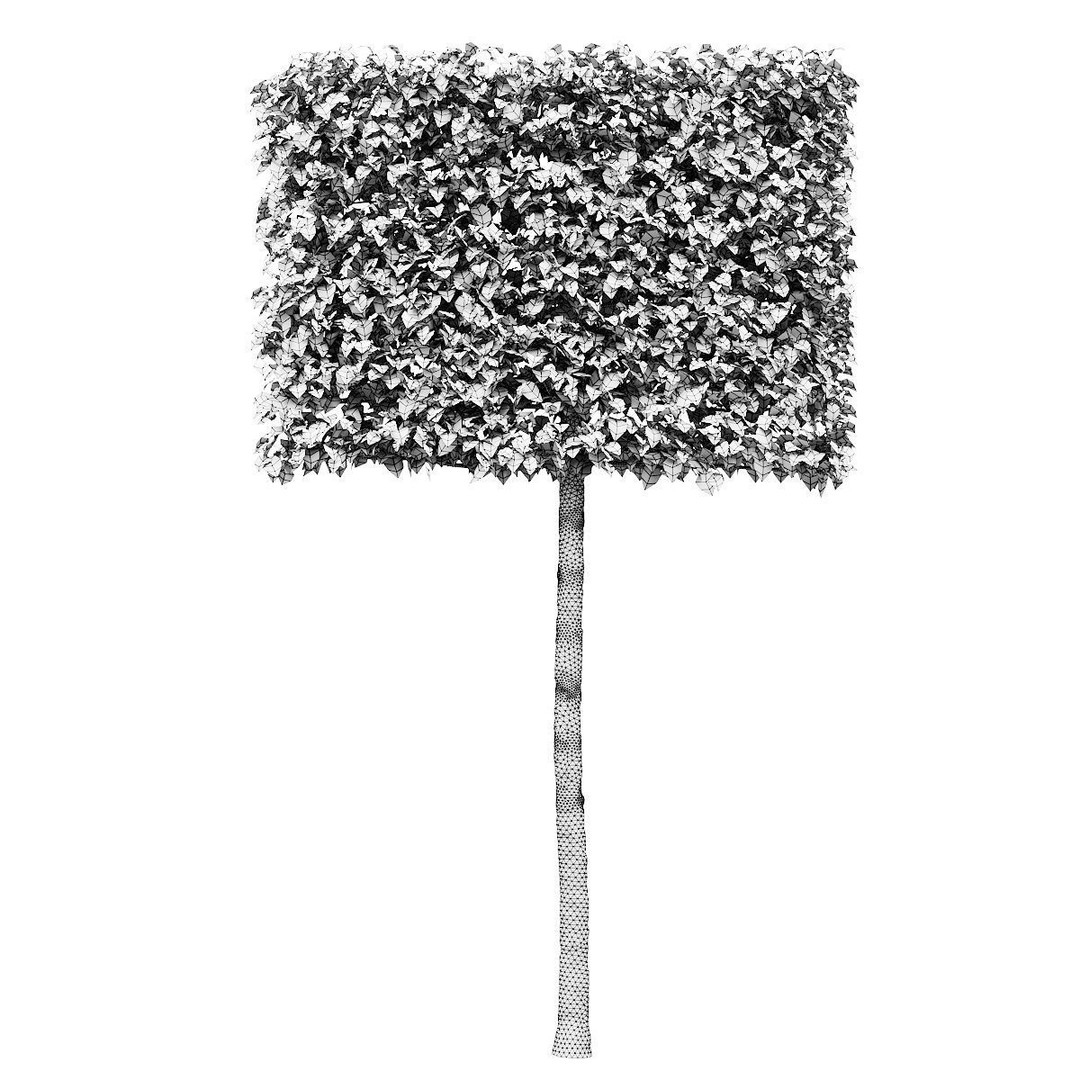 Fagus Sylvatica Pleached 3D Model – High Poly Plant Asset, FBX, OBJ