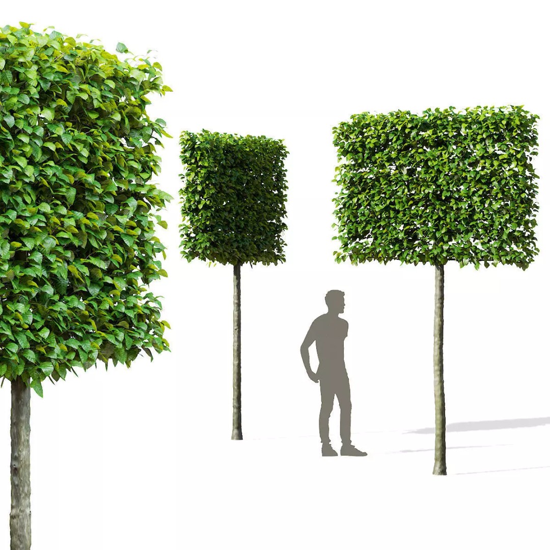 Fagus Sylvatica Pleached 3D Model – High Poly Plant Asset, FBX, OBJ - View 2