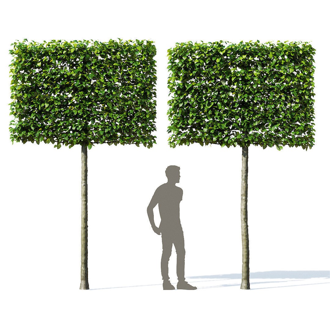 Fagus Sylvatica Pleached 3D Model – High Poly Plant Asset, FBX, OBJ - View 4