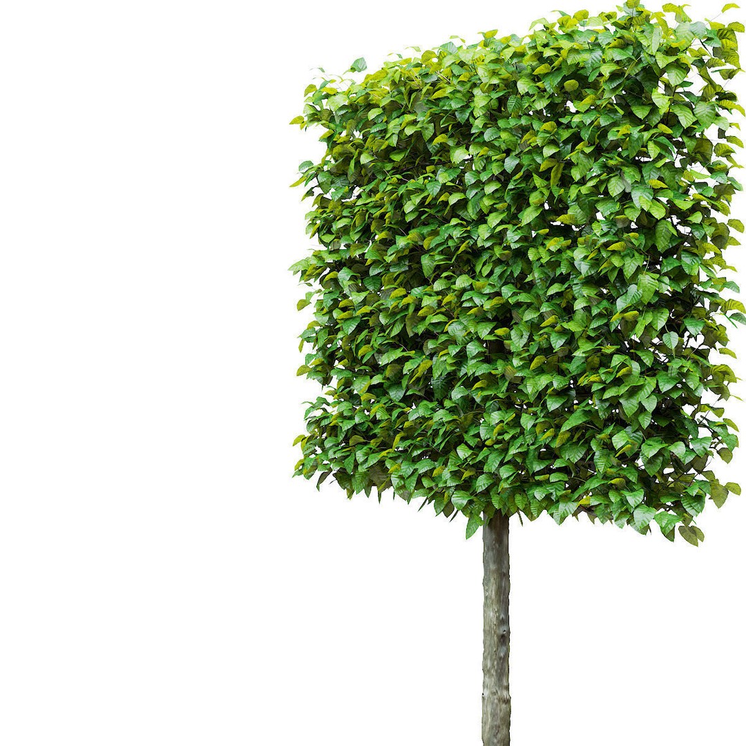 Fagus Sylvatica Pleached 3D Model – High Poly Plant Asset, FBX, OBJ - View 5
