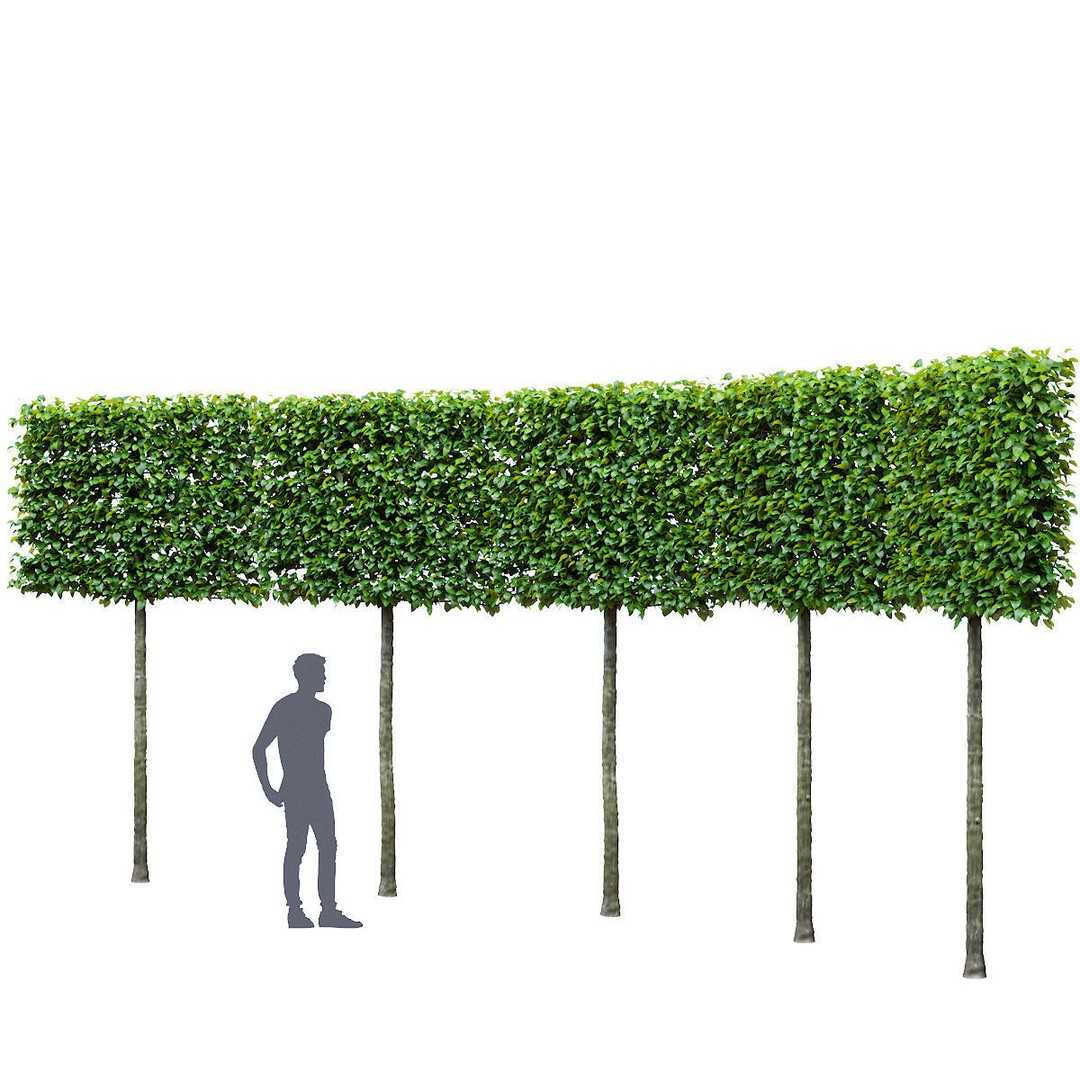 Fagus Sylvatica Pleached 3D Model – High Poly Plant Asset, FBX, OBJ - View 6