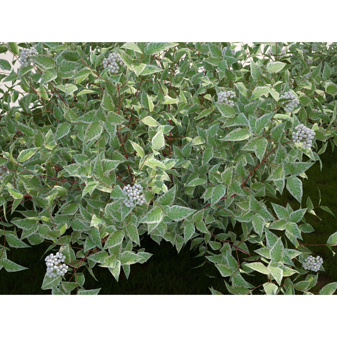 Cornus Alba Elegantissima 3D Model – PBR Game-Ready Plant Asset, FBX