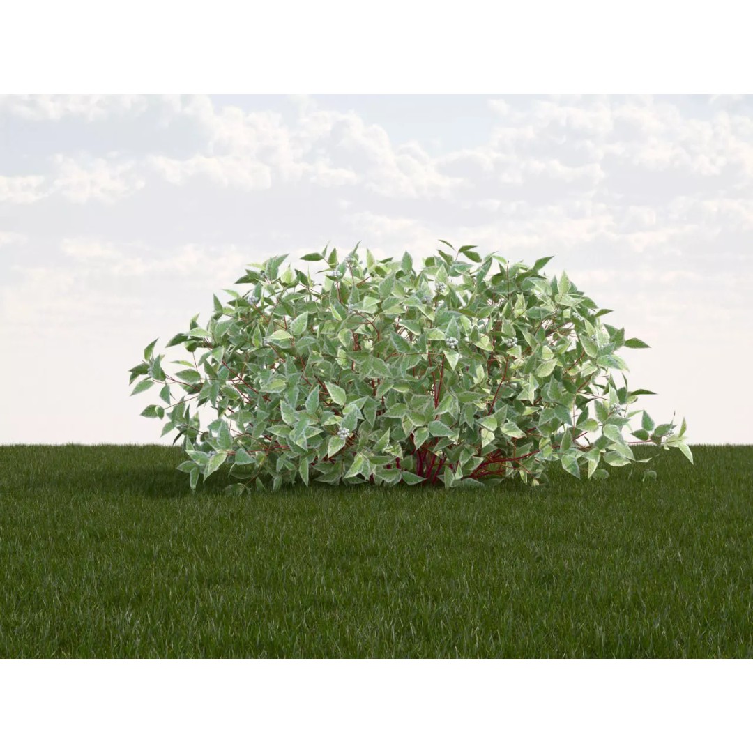 Cornus Alba Elegantissima 3D Model – PBR Game-Ready Plant Asset, FBX - View 2