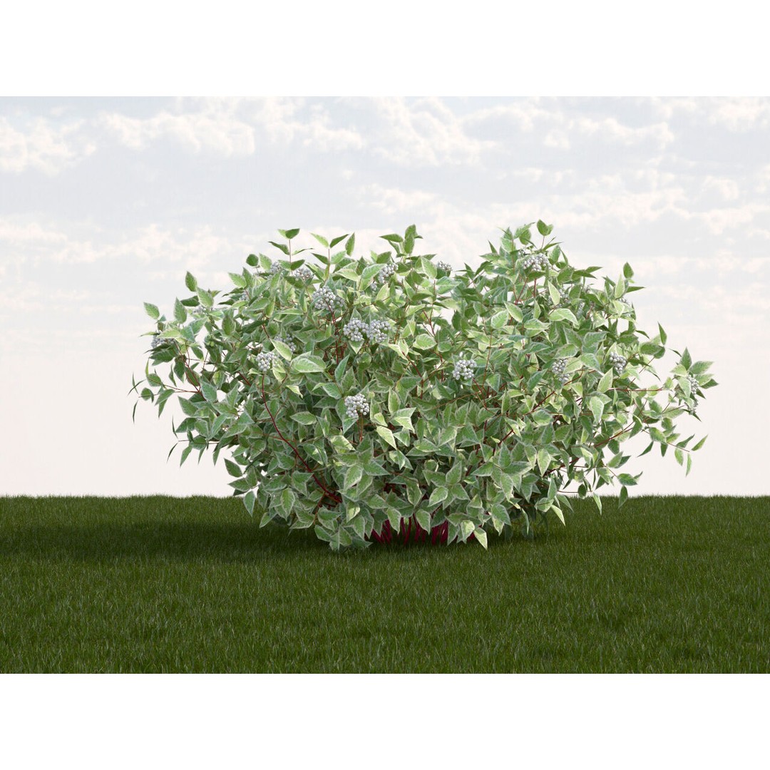 Cornus Alba Elegantissima 3D Model – PBR Game-Ready Plant Asset, FBX - View 3