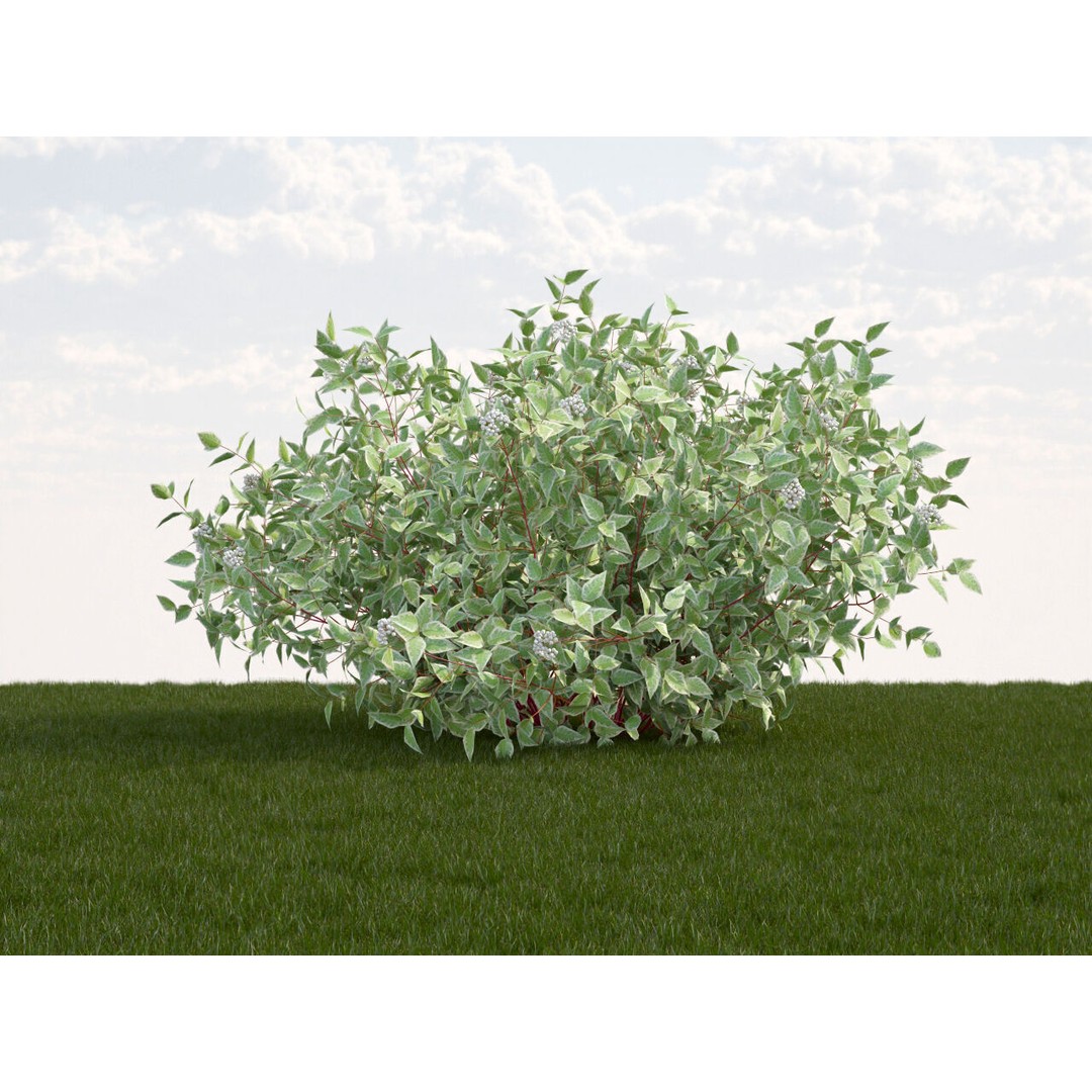 Cornus Alba Elegantissima 3D Model – PBR Game-Ready Plant Asset, FBX - View 4
