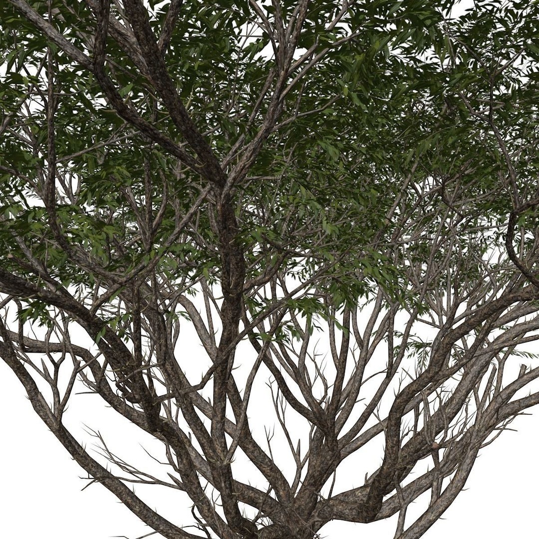 Acacia Tree 3D Model – Photorealistic Plant Asset, FBX, OBJ